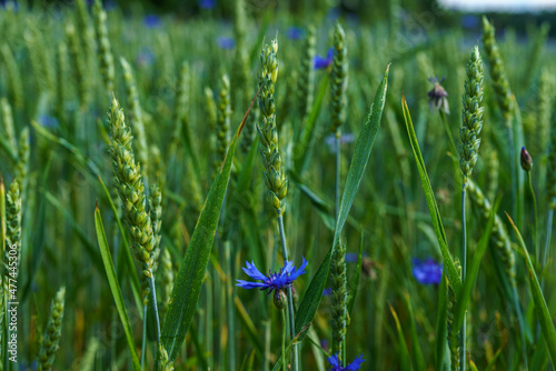 Close up of a green field of wheat with blue flowers