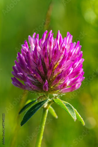 Close up of a pink clover flower in sunlight
