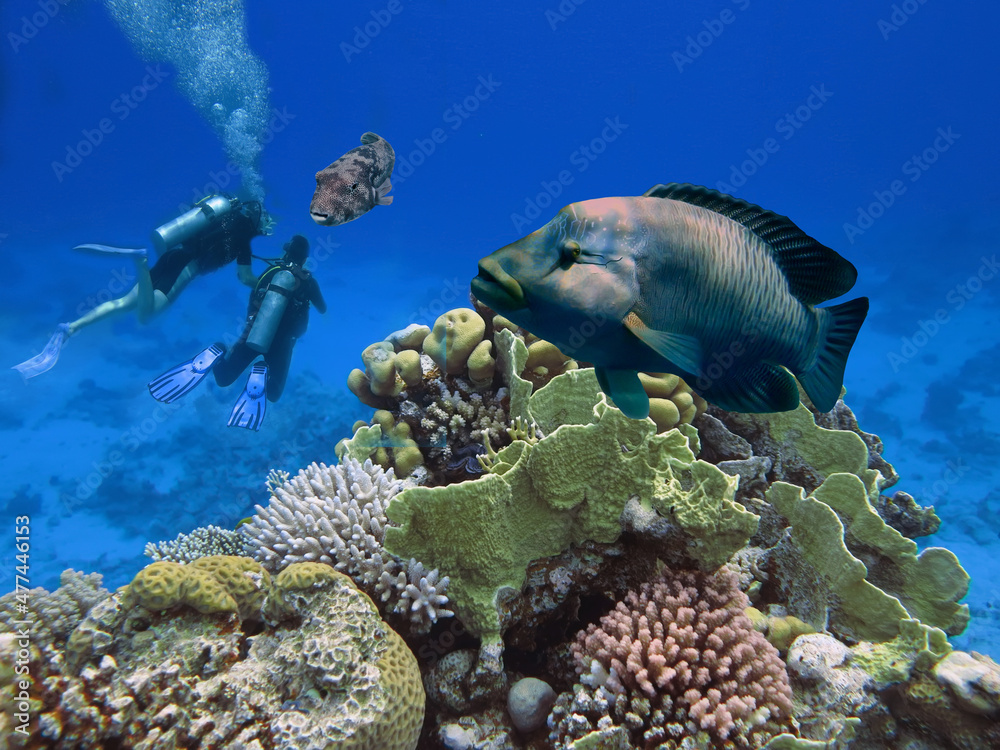 Fototapeta premium Underwater Scuba divers explore and enjoy Coral reef Sea life