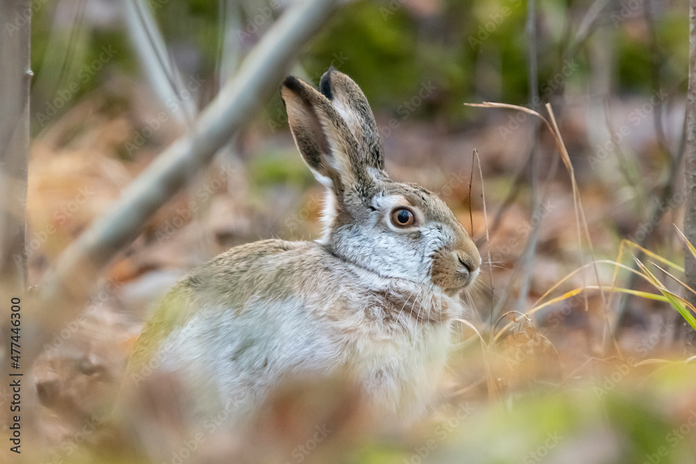 Fototapeta premium brown hare with winter coat