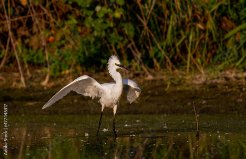 Little Egret behavior in breeding colony