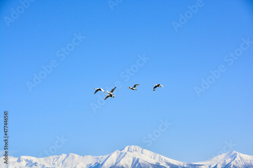 青空を飛ぶハクチョウと雪山の山頂　十勝岳連峰
