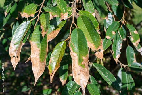 Burning leaf disease in durian tree, problem of agriculture in Thailand
