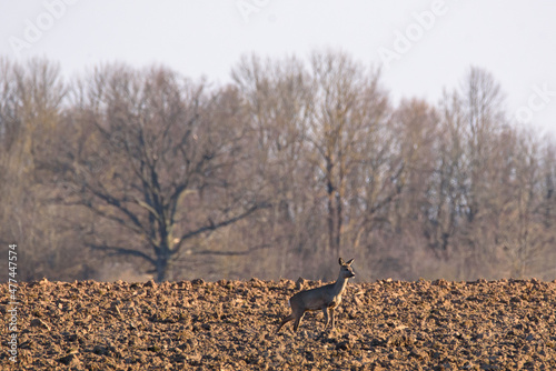 Selective focus photo. Roe deer on agriculture field. photo