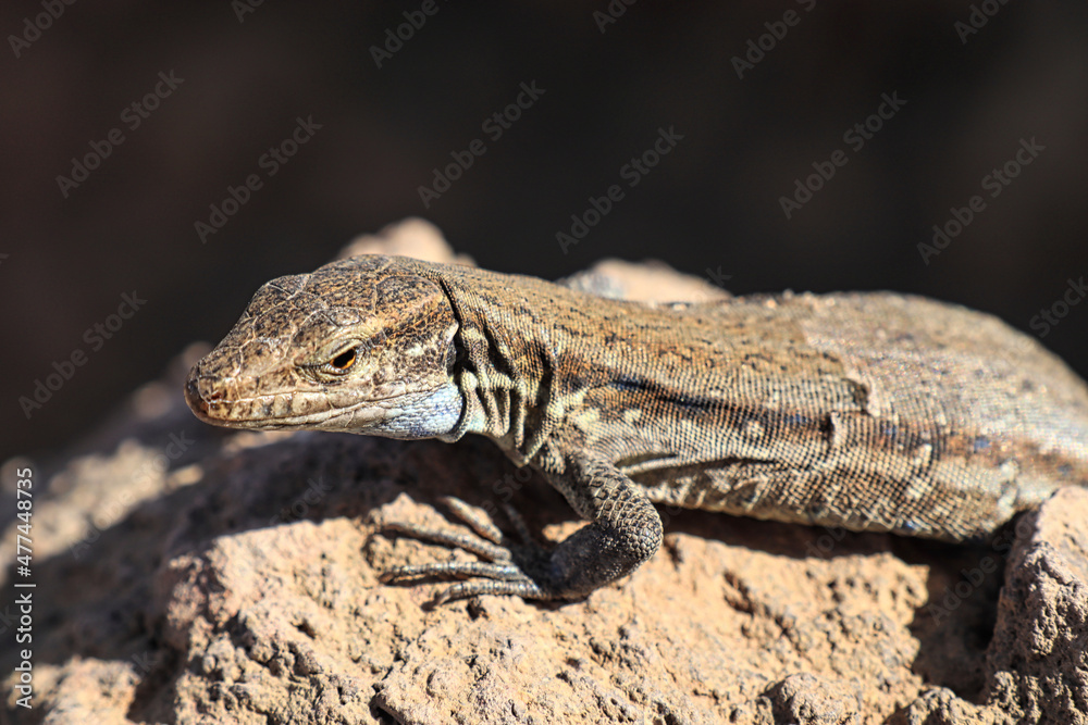 small lizard in a desert close up small lizard in a desert close up