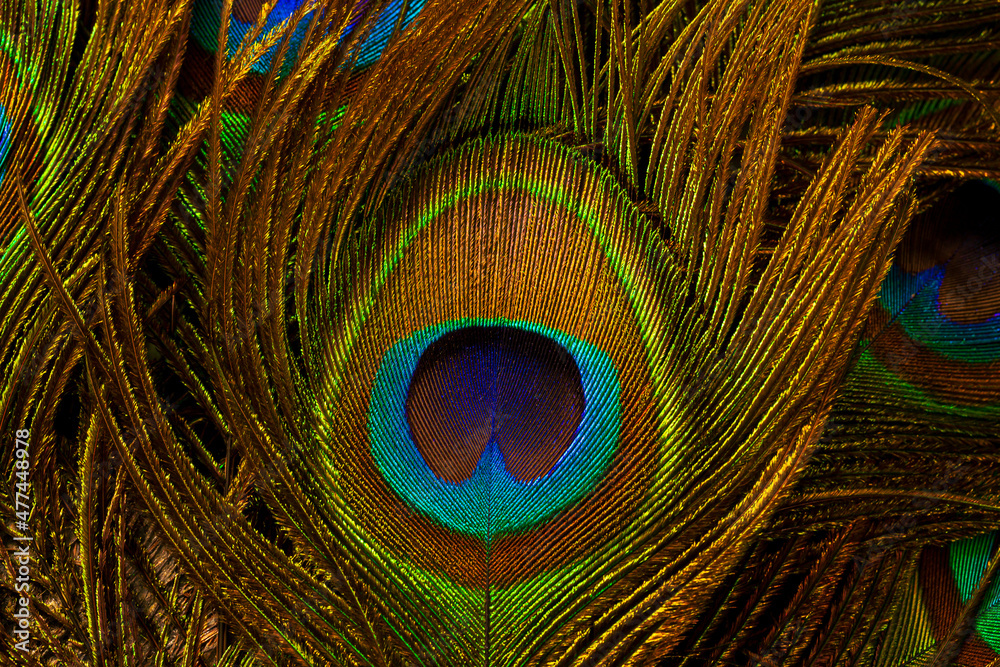Obraz premium macro peacock feathers,Peacock feathers close-up