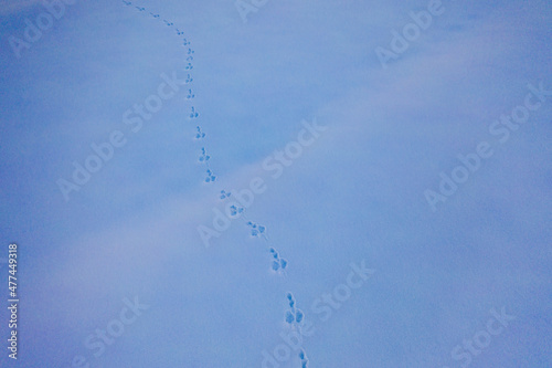 Animal tracks on the beautiful snow of Tokamachi, Niigata in the middle of nowhere_04