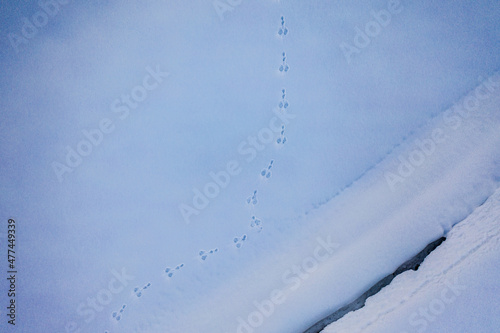 Animal tracks on the beautiful snow of Tokamachi, Niigata in the middle of nowhere_01