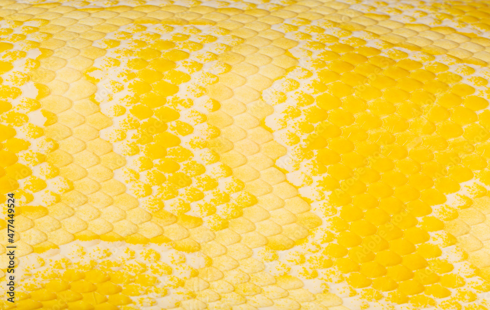 Foto de Golden python scale texture,close up view of golden python ...
