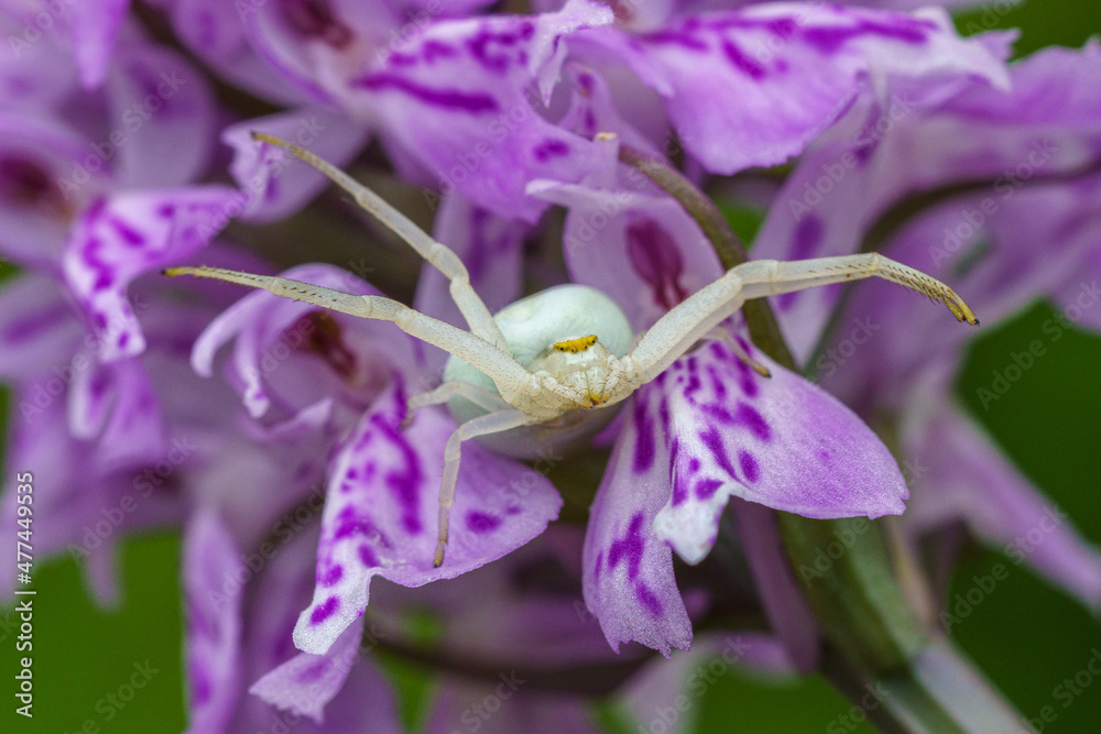 Detailed close up of a white crab spider lurking on a pink flower Detailed close up of a white crab spider lurking on a pink flower