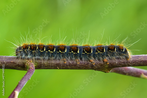 Close up of the larva of a small eggar butterfly