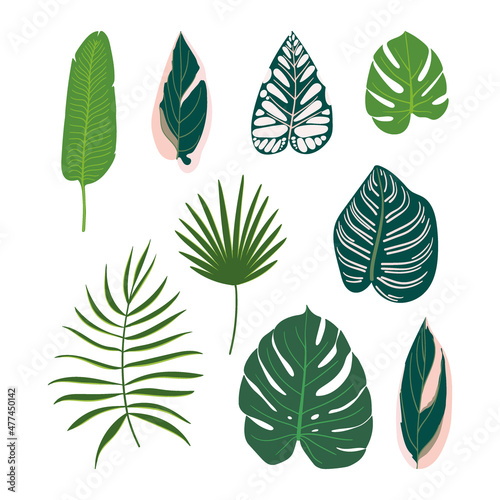 Set of different tropical exotic leaves. Monstera  palm  calathea  stromanthe  begonia and banana leaves. Vector illustration isolated on a white background.