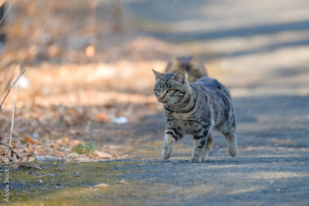 Obraz premium steet cat