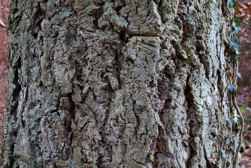 Baumstamm, Rinde, Eiche, Borke, Baum Baumstamm, Rinde, Eiche, Borke, Baum