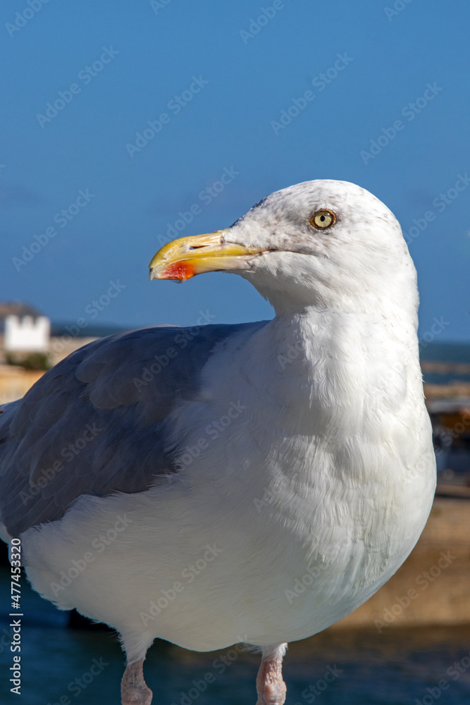 Goéland argenté - larus aregentatus - en gros plan Goéland argenté - larus aregentatus - en gros plan