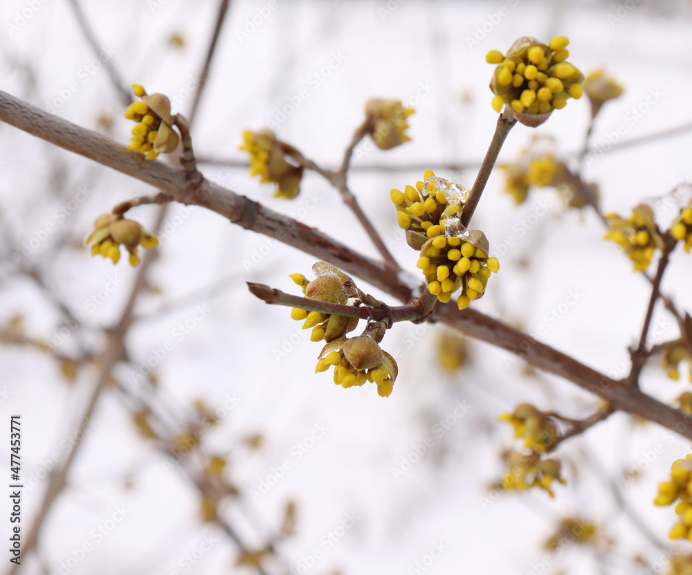 Dogwoods in a winter garden. Cornelian cherry or European cornel is a shrub with red fruits that is also often wild. He is also one of the medicinal plants. Dogwoods in a winter garden. Cornelian cherry or European cornel is a shrub with red fruits that is also often wild. He is also one of the medicinal plants.