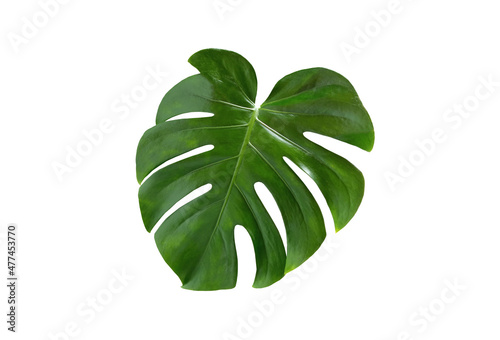 Top veiw, Bright fresh monstera leaf isolated on white background for stock photo or advertisement, Genus of flowering plants photo