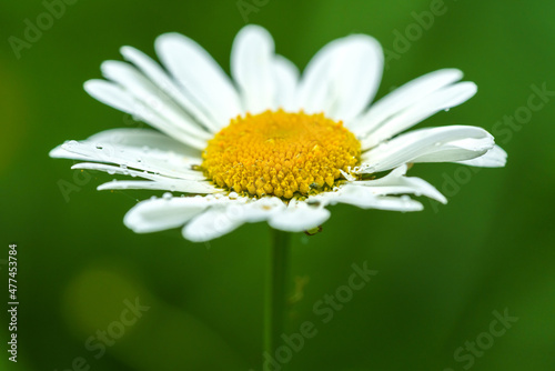 One beautiful single marguerite flower with soft green background