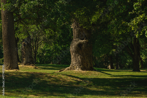 Billede på lærred Park with lush green and knotty oak trees in sunlight