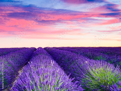 Lavender field at sunset. Provence France