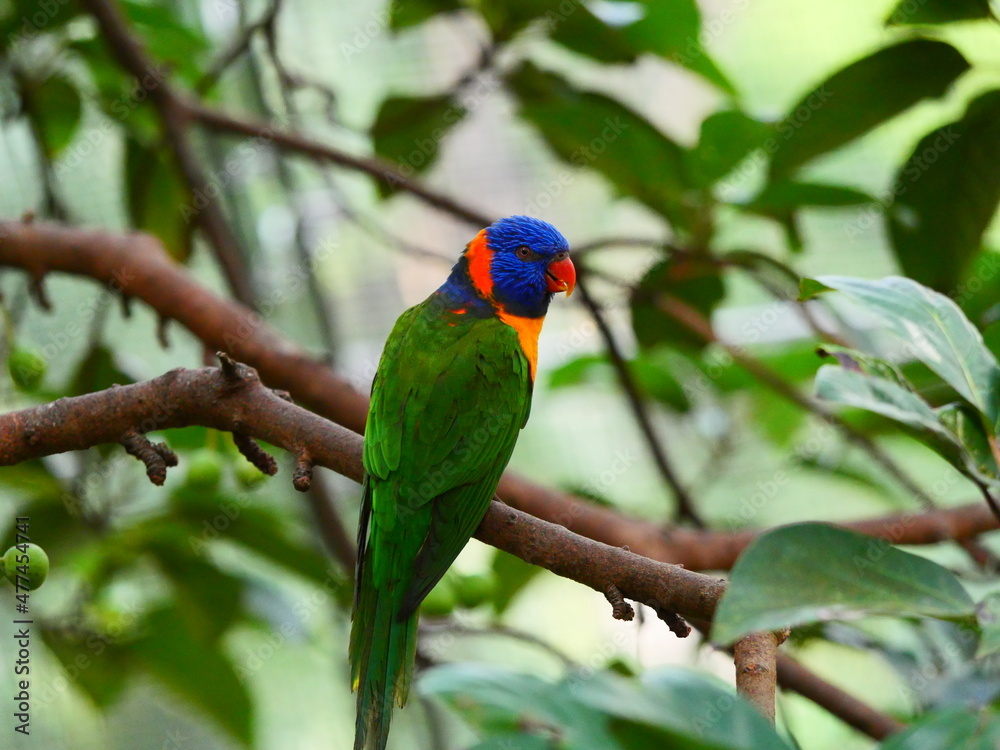 beautiful and colorful bird in sunny winter