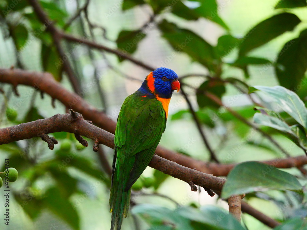 beautiful and colorful bird in sunny winter