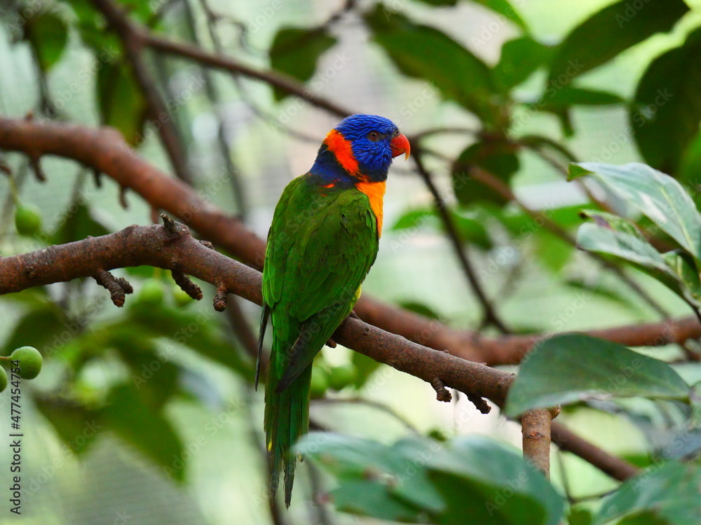 beautiful and colorful bird in sunny winter beautiful and colorful bird in sunny winter