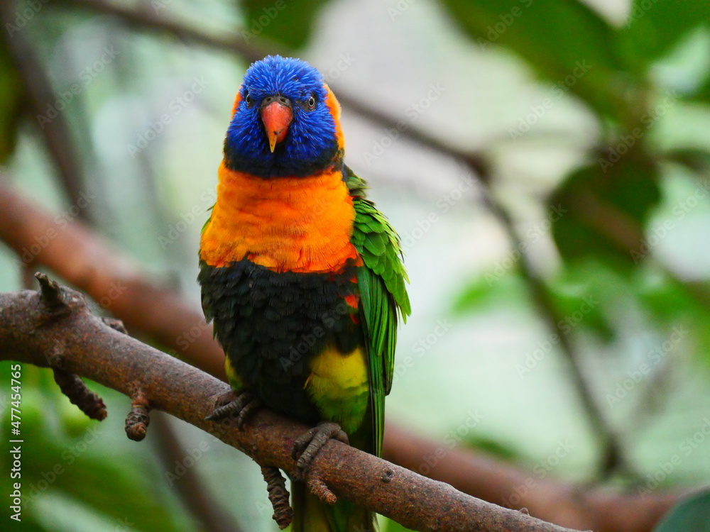 beautiful and colorful bird in sunny winter beautiful and colorful bird in sunny winter