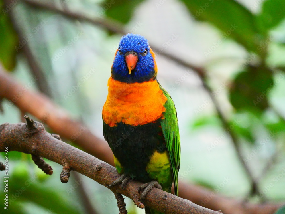 beautiful and colorful bird in sunny winter