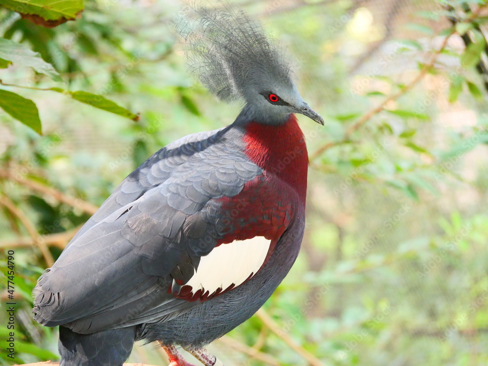 Fototapeta premium beautiful and colorful bird in sunny winter