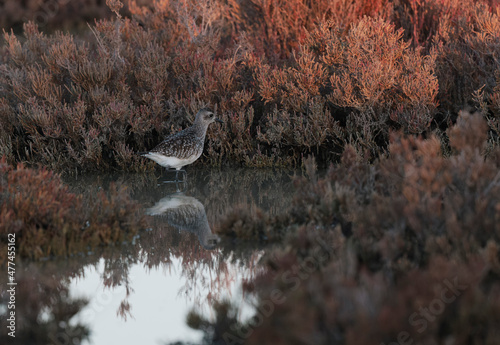 Grey Plover Pluvialis squatarola in the sansouire in Camargue, Southern France photo