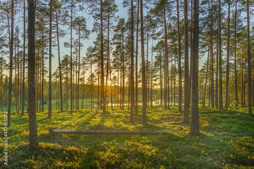 Fototapeta Naklejka Na Ścianę i Meble -  Pine forest in Sweden in sunlight and morning mist