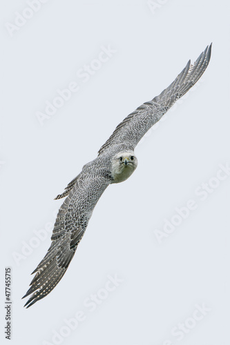  The gyrfalcon (Falco rusticolus) in flight against a grey background.                        photo
