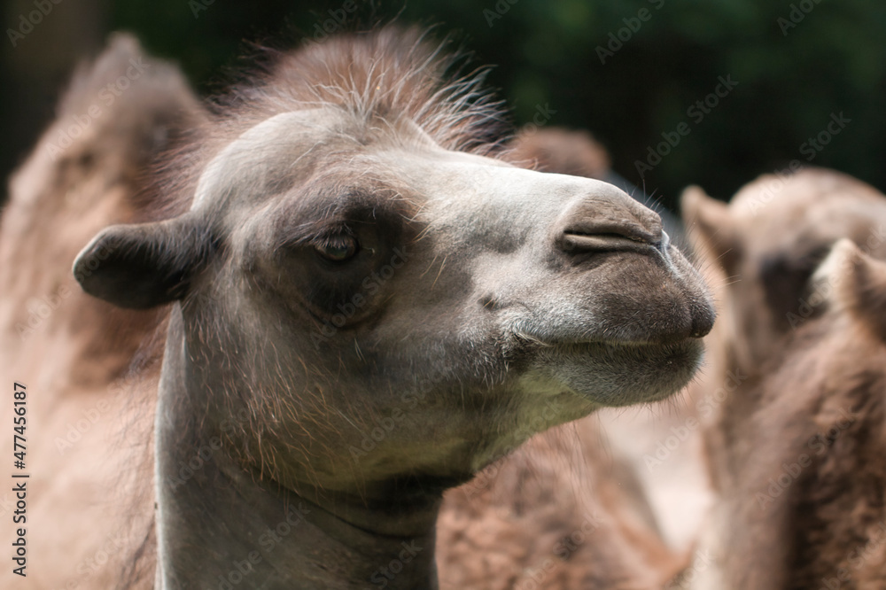 Fototapeta premium dromedary in profile