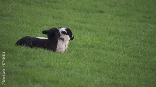 Two cute lambs resting in a farmers field in Springtime