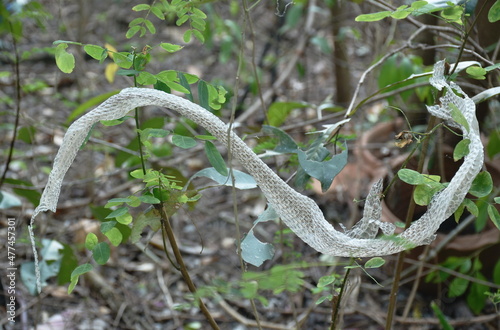 snake slough skin on tree in backyard garden