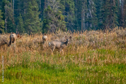 Mule deer grazing on a hill with pine trees in background. 