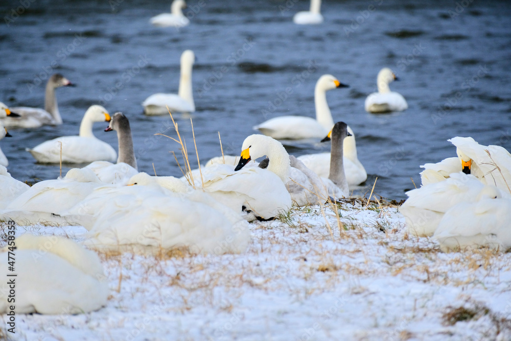 Obraz premium Swans enduring the extreme cold, 2021/12/26d