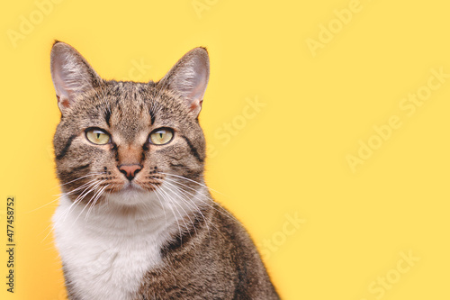 Fototapeta Naklejka Na Ścianę i Meble -  Portrait of gray shorthair domestic tabby cat in front of yellow background. Selective focus.
