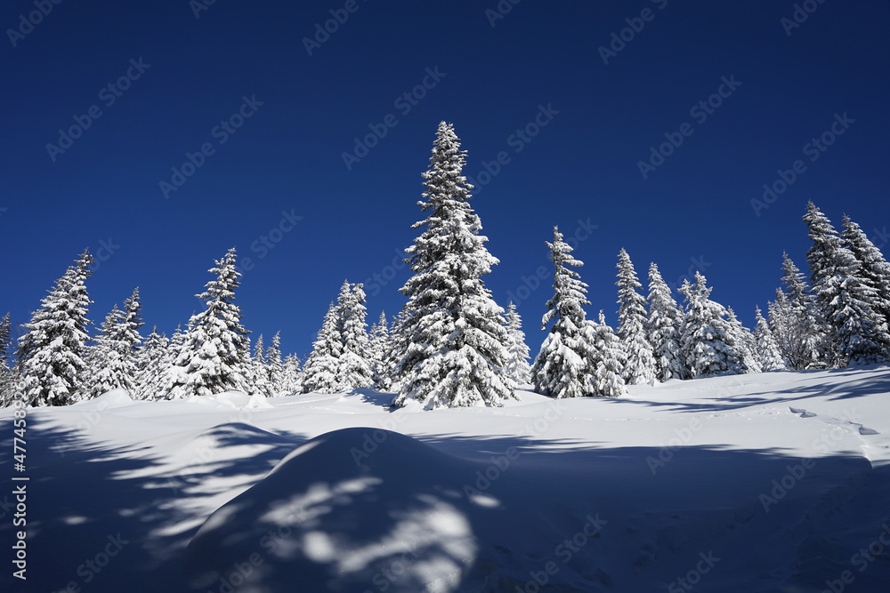 Beautiful winter in Giant Mountains, spruce trees covered with snow and blue sky Beautiful winter in Giant Mountains, spruce trees covered with snow and blue sky