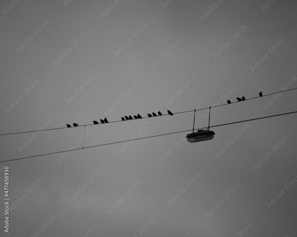 Black and white picture of birds sitting on an electric wire. Black and white picture of birds sitting on an electric wire.