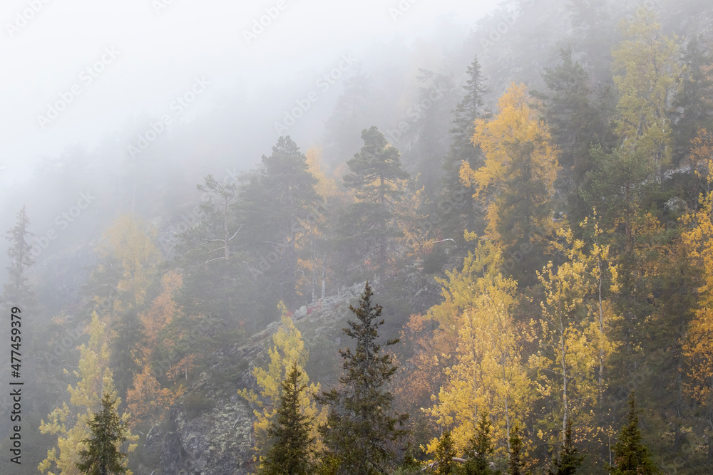 Foggy forest on the hillside in Ruka, Finland Foggy forest on the hillside in Ruka, Finland