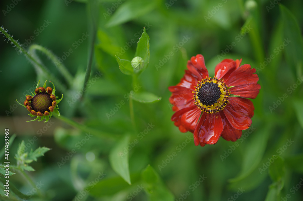 Blüte mit Regentropfen einer Sonnenbraut Helenium vor unschrfem grünen Hintergrund in Bauerngarten Blüte mit Regentropfen einer Sonnenbraut Helenium vor unschrfem grünen Hintergrund in Bauerngarten