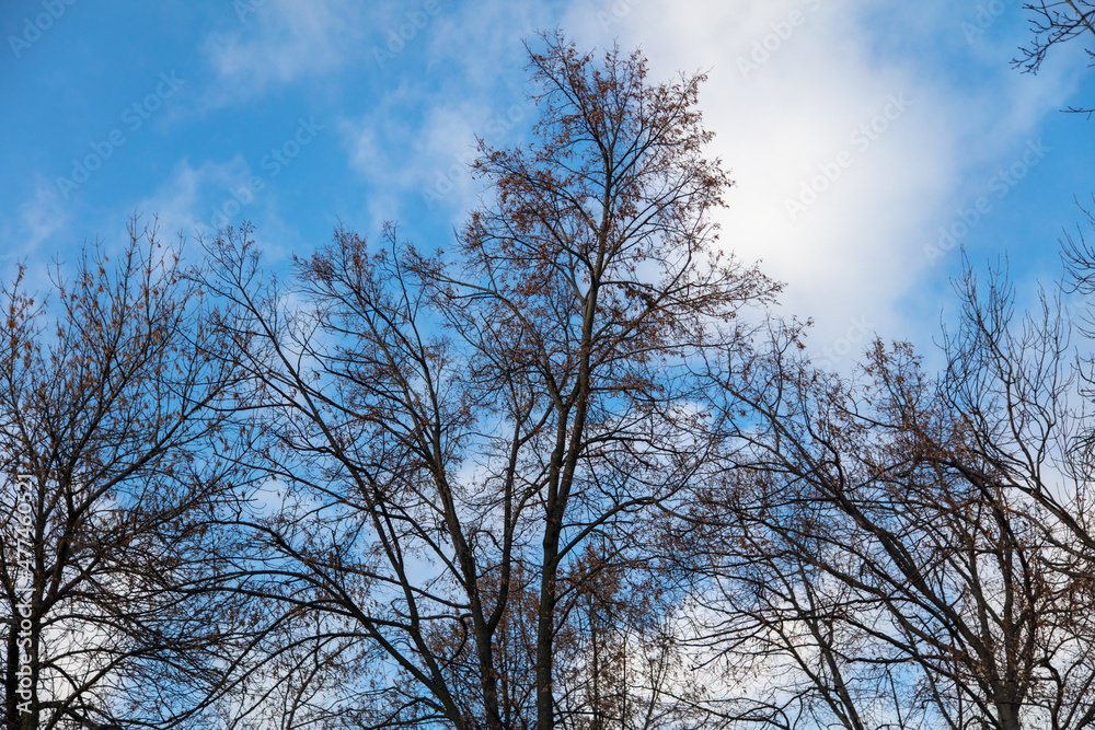 Bare branches of a tree Bare branches of a tree