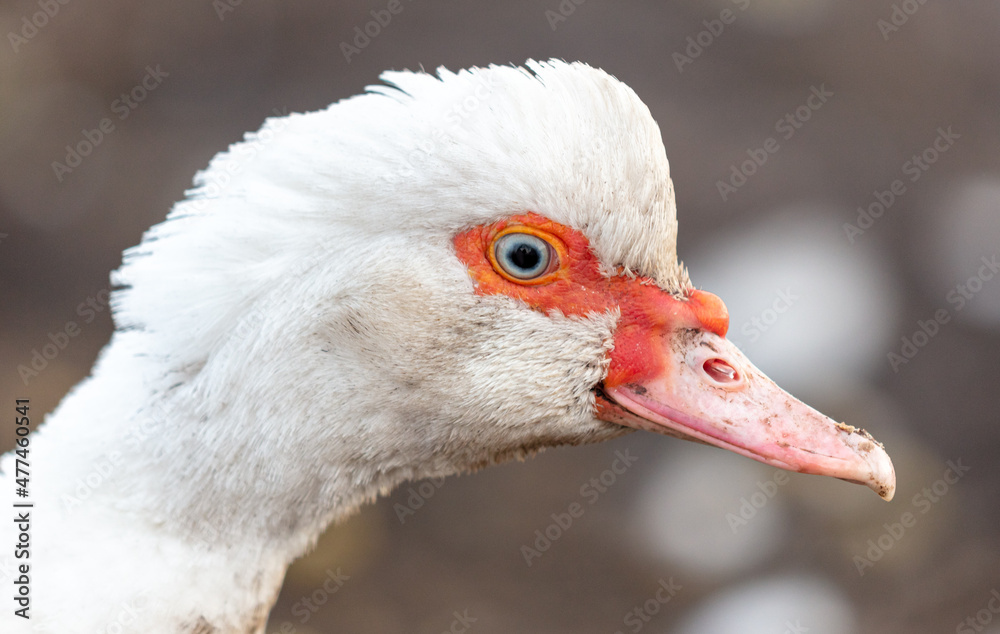 Portrait of a white duck on the farm.