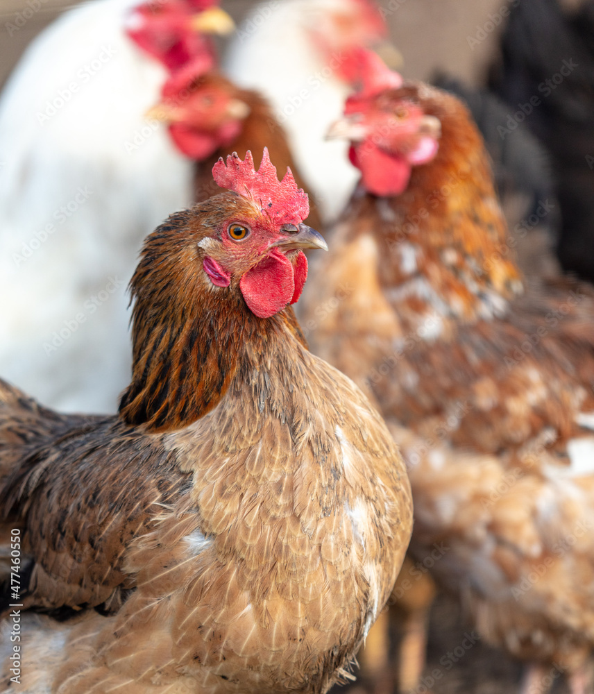 Portrait of a chicken on the farm. Portrait of a chicken on the farm.