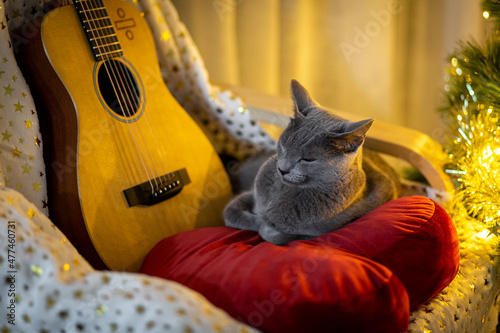 Cat under Christmas tree. New year breedy grey cat. photo