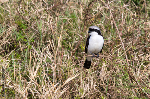 Grey-backed fiscal shrike, Lanius excubitoroides, sitting on a branch. photo