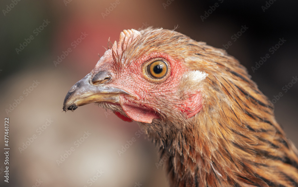 Portrait of a chicken on the farm.