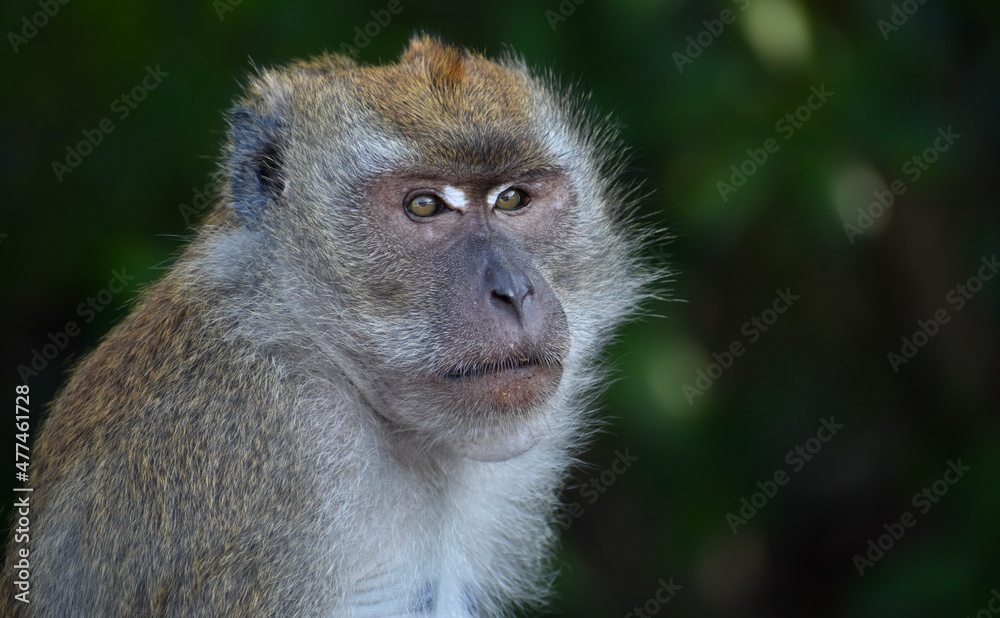 Macaque monkey sitting in the jungle looking at the camera Macaque monkey sitting in the jungle looking at the camera
